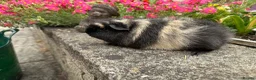 Guinea Pig rodents for sale: Beautiful Swiss sows (female)  - Advert 8