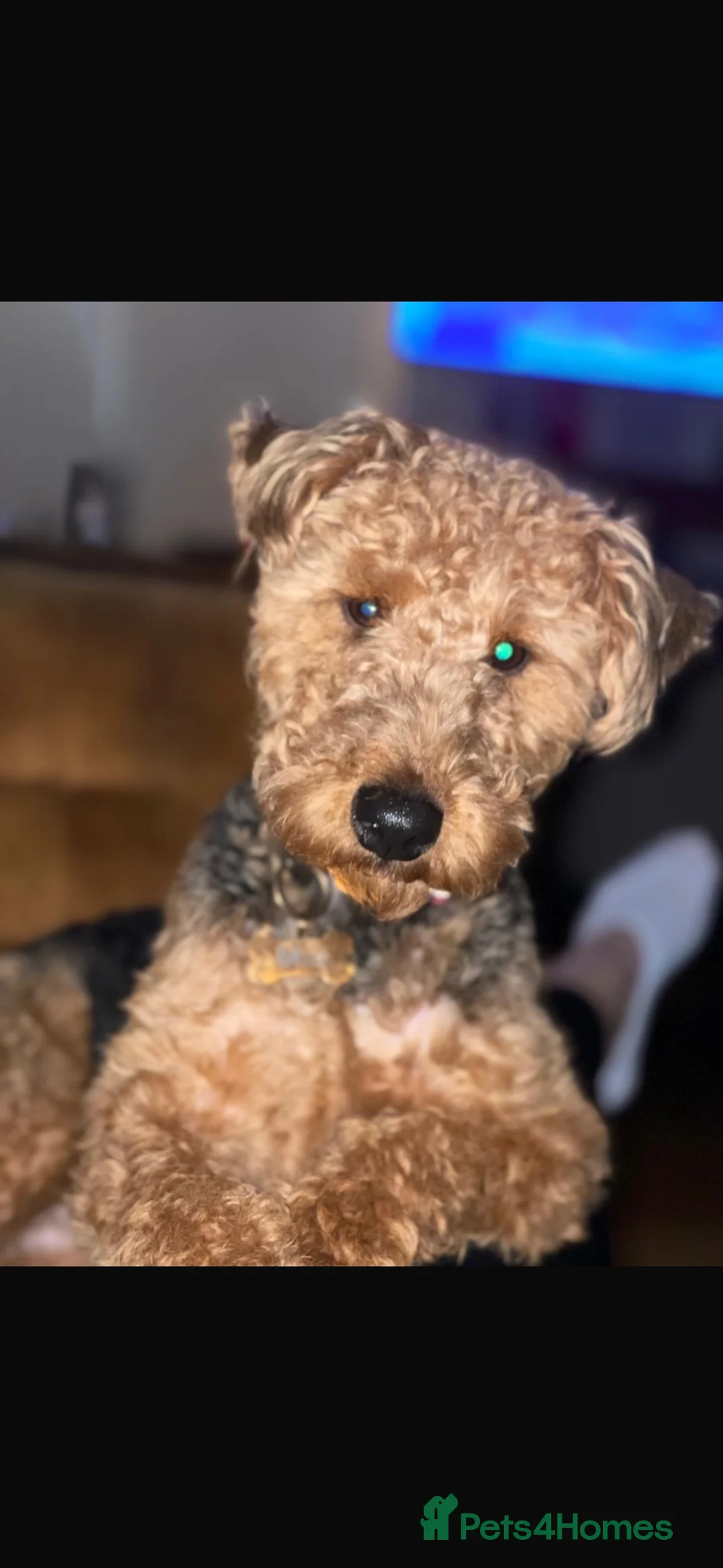 Welsh Terrier dogs for sale: Welsh terrier  - Advert 1