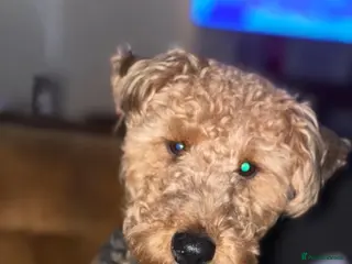 Welsh Terrier dogs Welsh terrier - Advert 3