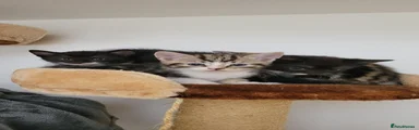 Mixed Breed 3 Tiger