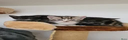 Mixed Breed cats for sale: 4 Adorable kittens looking for beautiful homes  - Advert 9