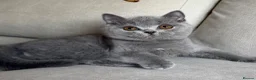 British Shorthair cats for sale: ✨ GCCF BEAUTIFUL KITTENS ✨ - Advert 11