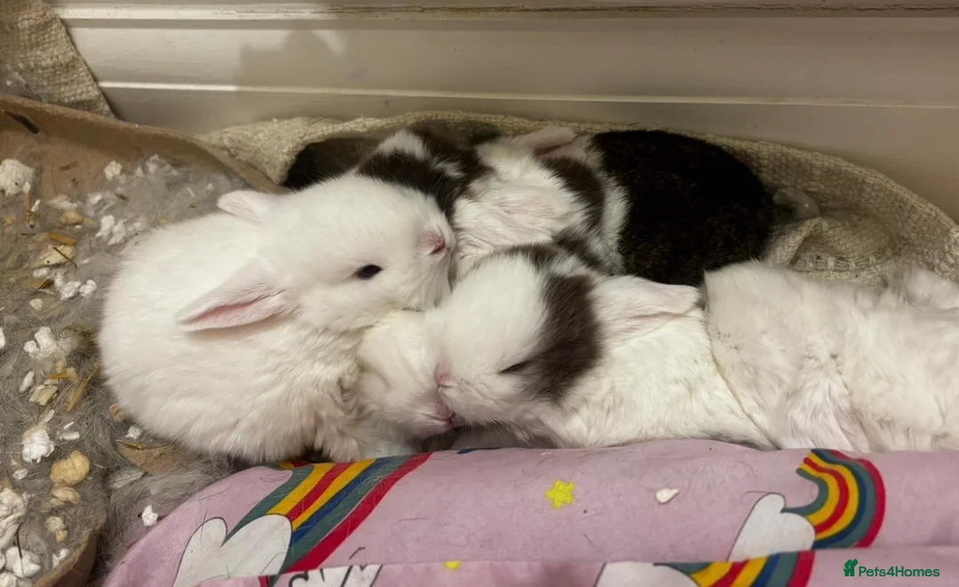 Mini Lop rabbits for sale: mini lops bucks and babies  - Advert 2