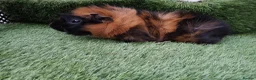 Guinea Pig rodents for sale: ABYSSINIAN BOYS - Advert 1