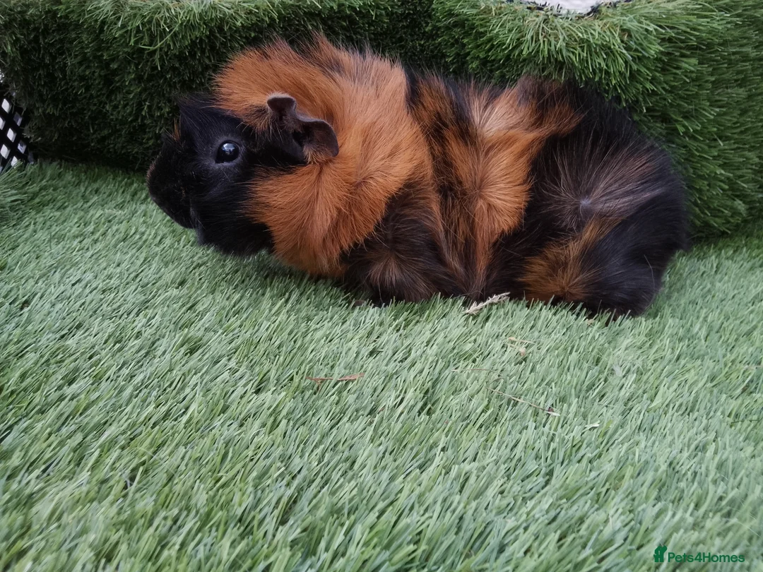 Guinea Pig rodents for sale: ABYSSINIAN BOYS - Advert 1