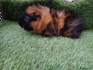 Guinea Pig rodents ABYSSINIAN BOYS - Advert 9