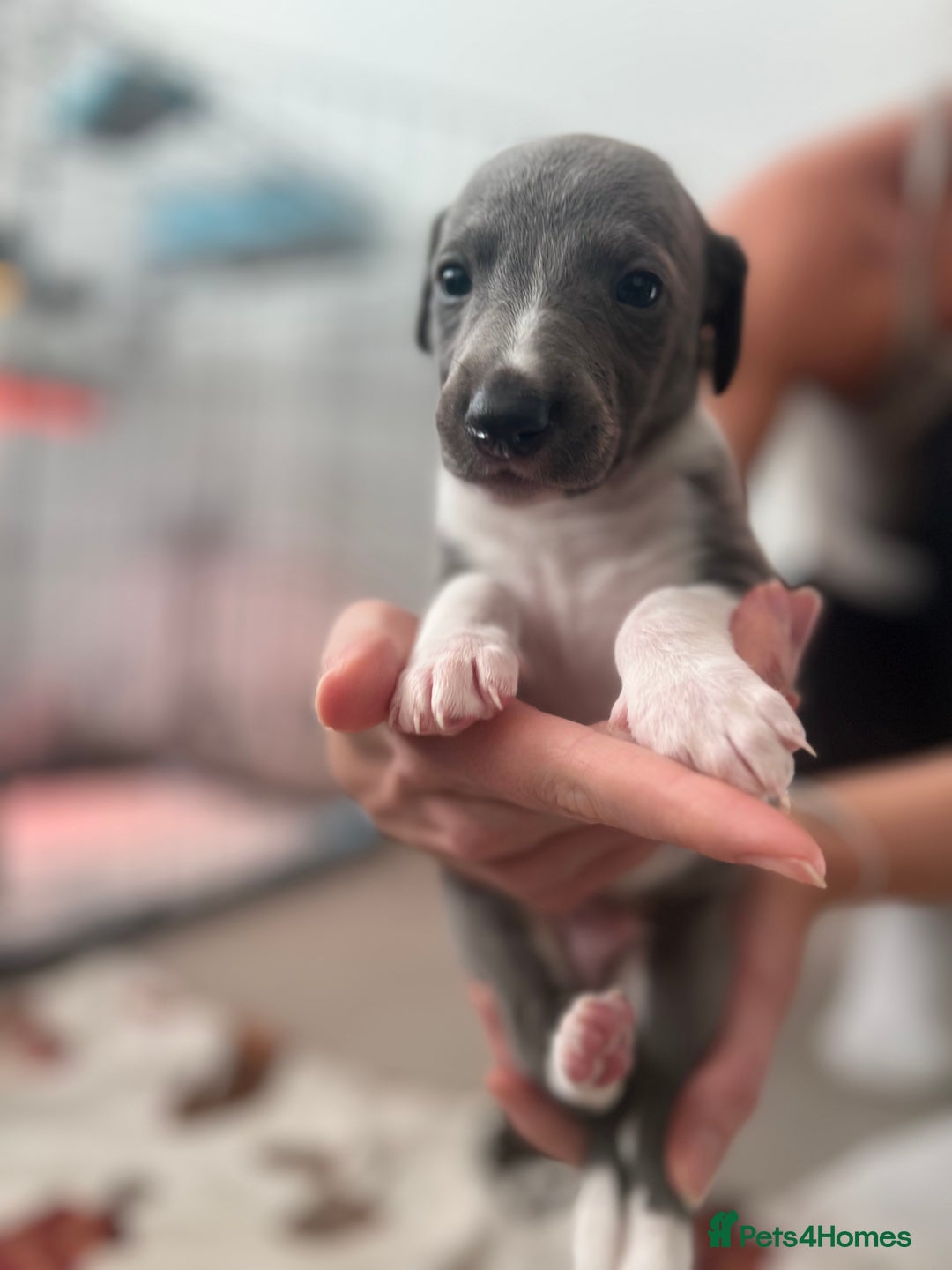 Whippet dogs for sale: Blue Whippet Puppies for Sale - Advert 7