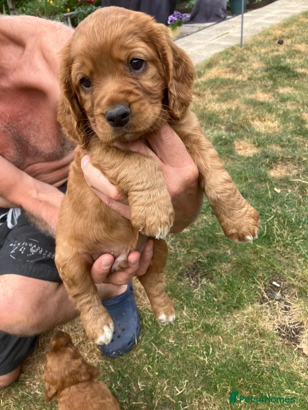 Cocker Spaniel dogs for sale: Working cocker spaniel pups for sale  in Sheffield - Advert 6