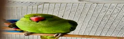 Parrots birds for sale: Indian Ringneck parrot and other  - Advert 1