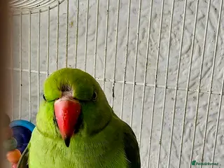 Parrots birds Indian Ringneck parrot and other - Advert 2