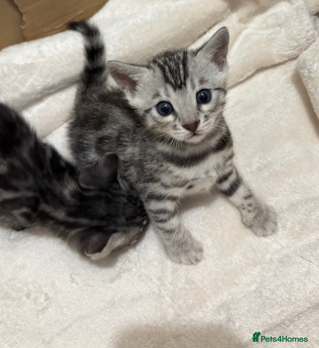 Bengal cats for sale: 🌟Pedigree bengal kittens🌟 - Advert 1