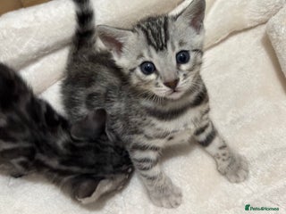 Bengal cats 🌟Pedigree bengal kittens🌟 - Advert 1