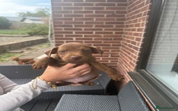 Patterdale Terrier dogs for sale: Patterdale fell terriers  - Image 19