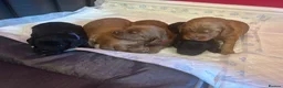 Cockapoo dogs for sale: F2 cockapoos  - Advert 7