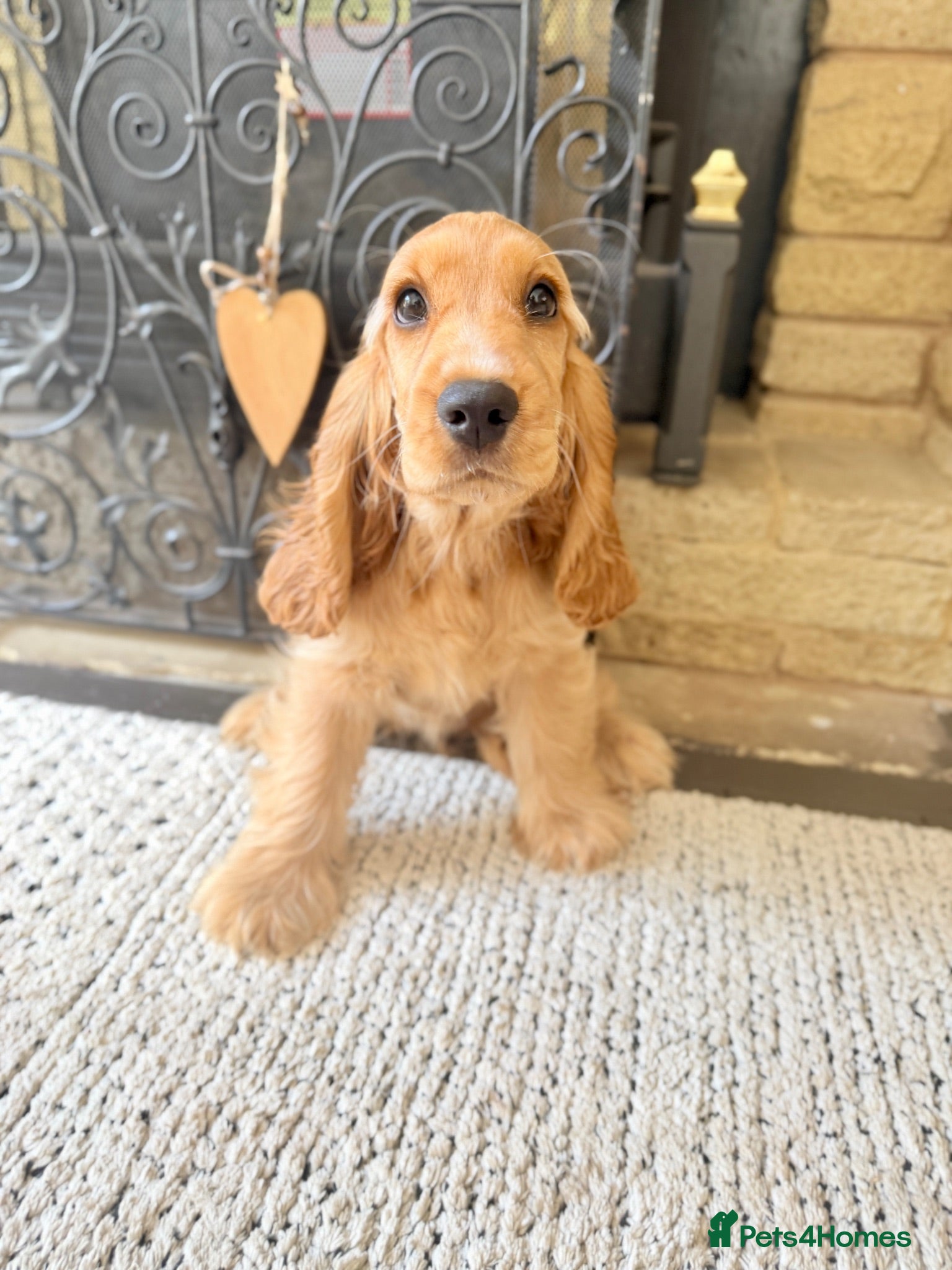 Cocker Spaniel dogs 🏆 CHAMPION PEDIGREE LAST GIRL COCKER SPANIEL 🏆  - Advert 2