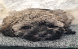 Maltipoo dogs for sale: Toy Maltipoos💫DNA Clear💫3GenPedigree💫PreTrained - Image 21