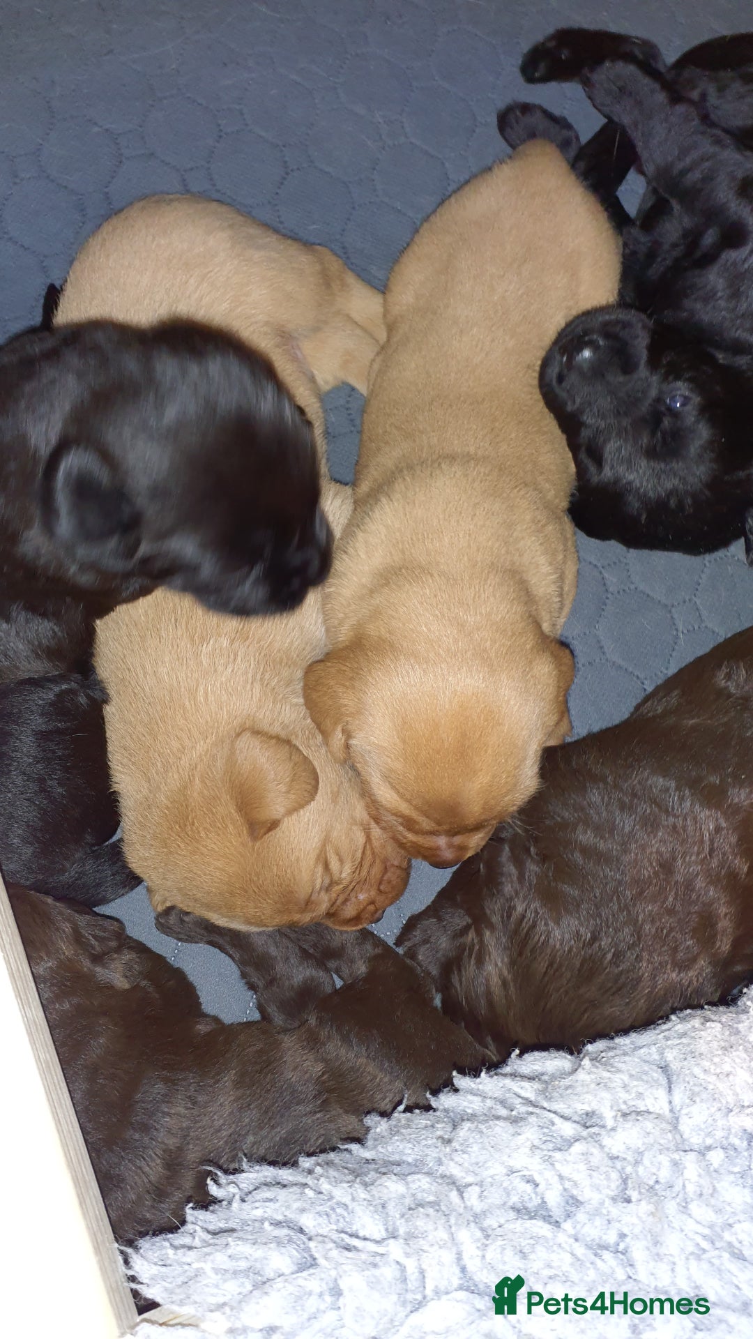 Labradoodle dogs for sale: F1 Labradoodle puppies - Image 4
