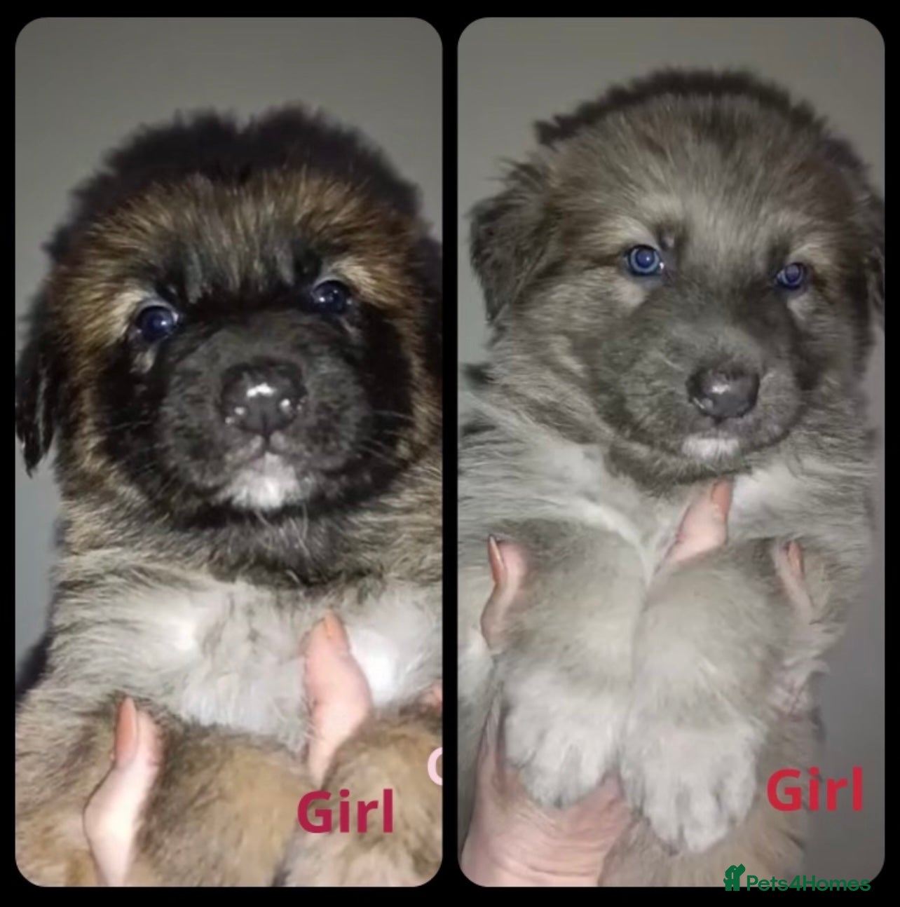 German Shepherd dogs KC Health tested straight back puppies - Advert 5