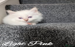 Ragdoll cats for sale: GCCF REG PEDIGREE RAGDOLL KITTENS - Image 5