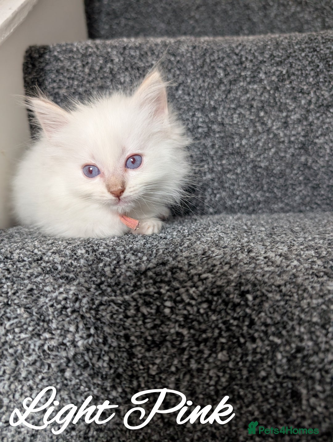 Ragdoll cats for sale: GCCF REG PEDIGREE RAGDOLL KITTENS - Image 5