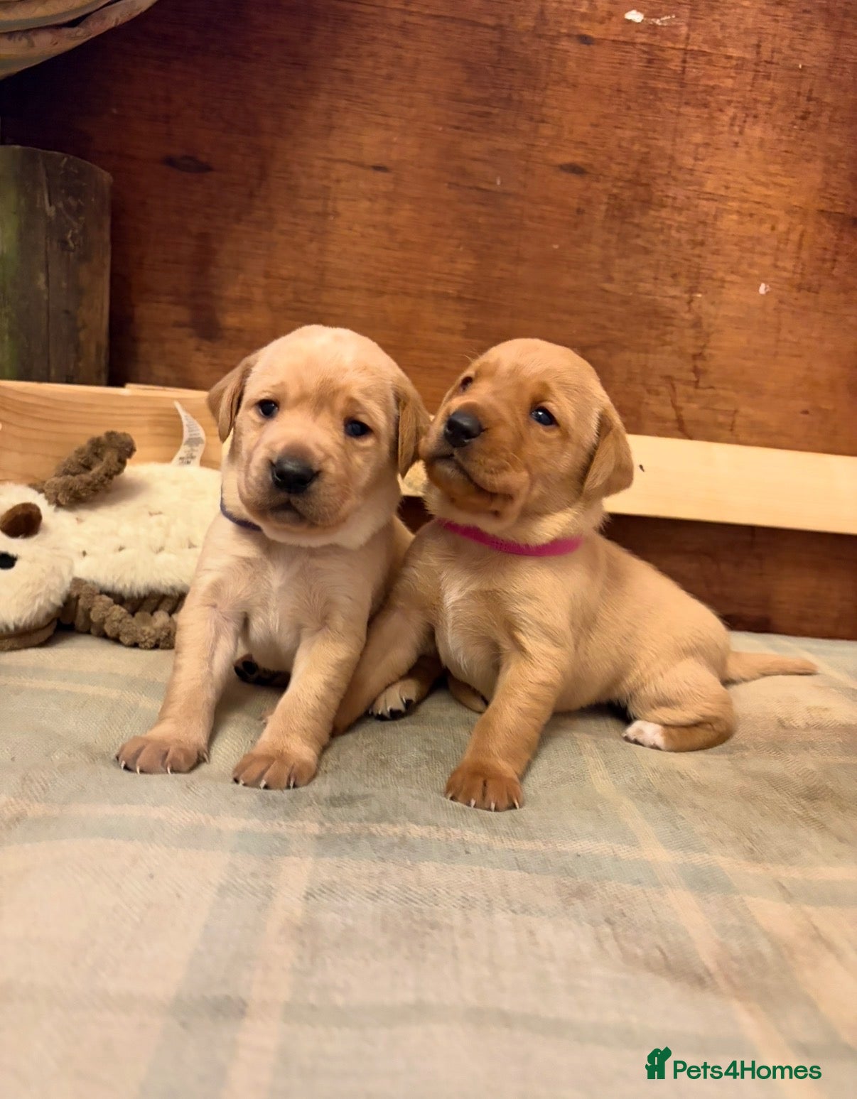 Labrador Retriever dogs for sale: KC Registered Fox Red and Yellow Labrador Puppies - Advert 10