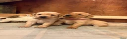 Labrador Retriever dogs for sale: KC Registered Fox Red and Yellow Labrador Puppies - Advert 1