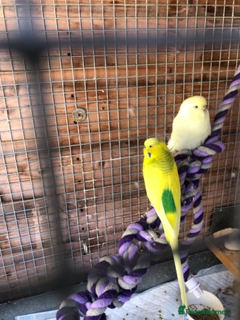 Budgerigars birds - Advert 16