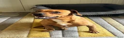 Mixed Breed dogs for adoption: Sweet Todor looking for LOVE - Advert 12