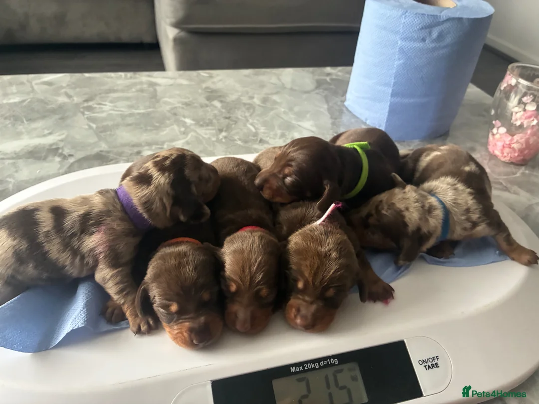 Miniature Dachshund dogs for sale: Miniature dachund pups  - Advert 11