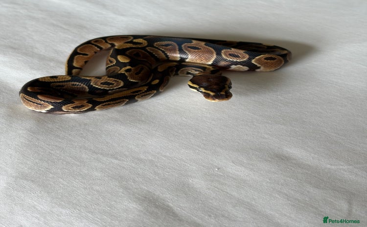 Python Snake reptiles - Advert 6