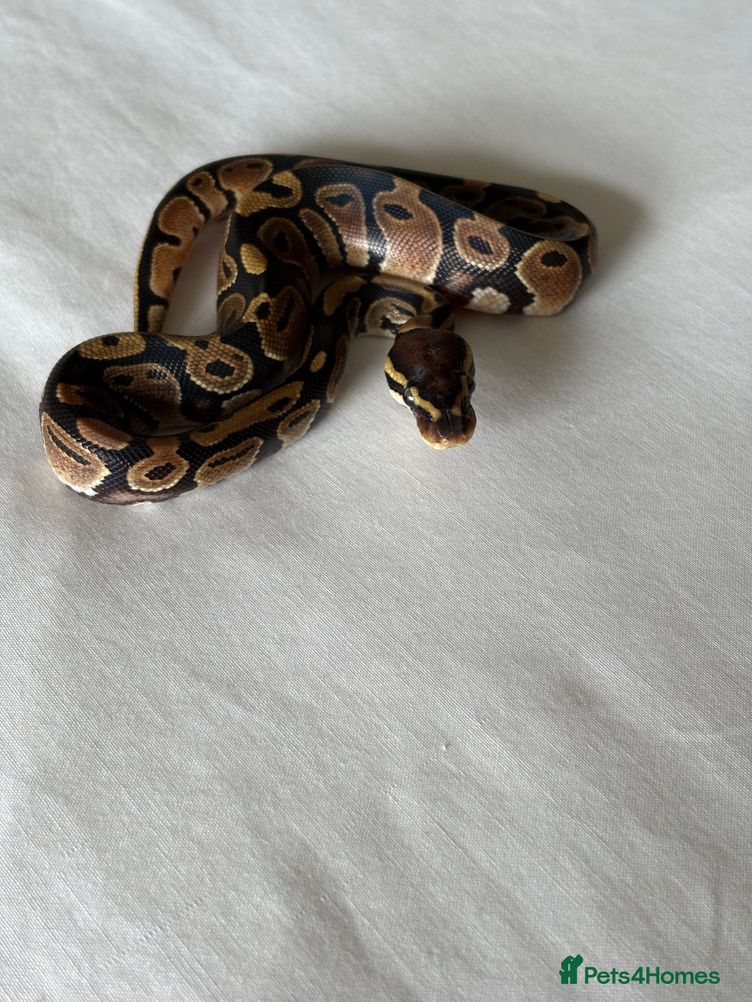 Python Snake reptiles for sale: Royal python - Image 1