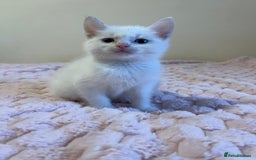 Ragdoll cats for sale: Beautiful White Kitten  - Image 6