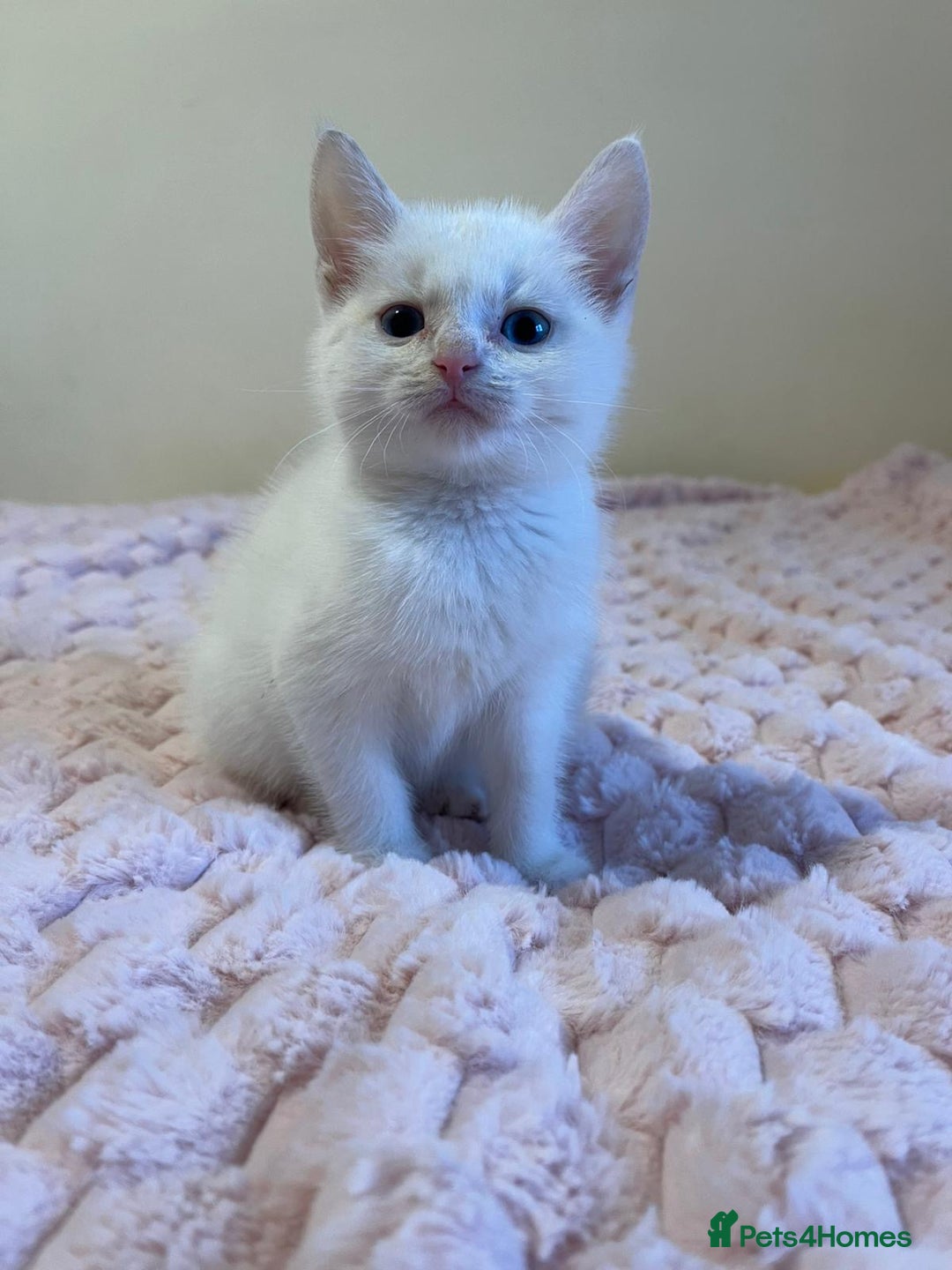 Ragdoll cats for sale: Beautiful White Kitten  - Image 6