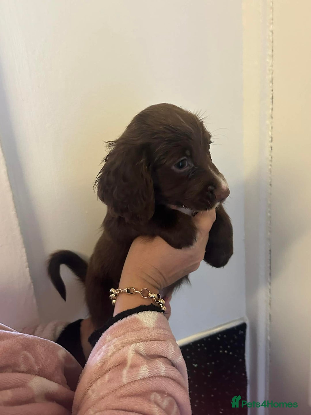 Cocker Spaniel dogs for sale: Cocker spaniel puppies - Advert 5