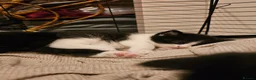 British Shorthair cats for sale: BSH X MAINECOON - Advert 7