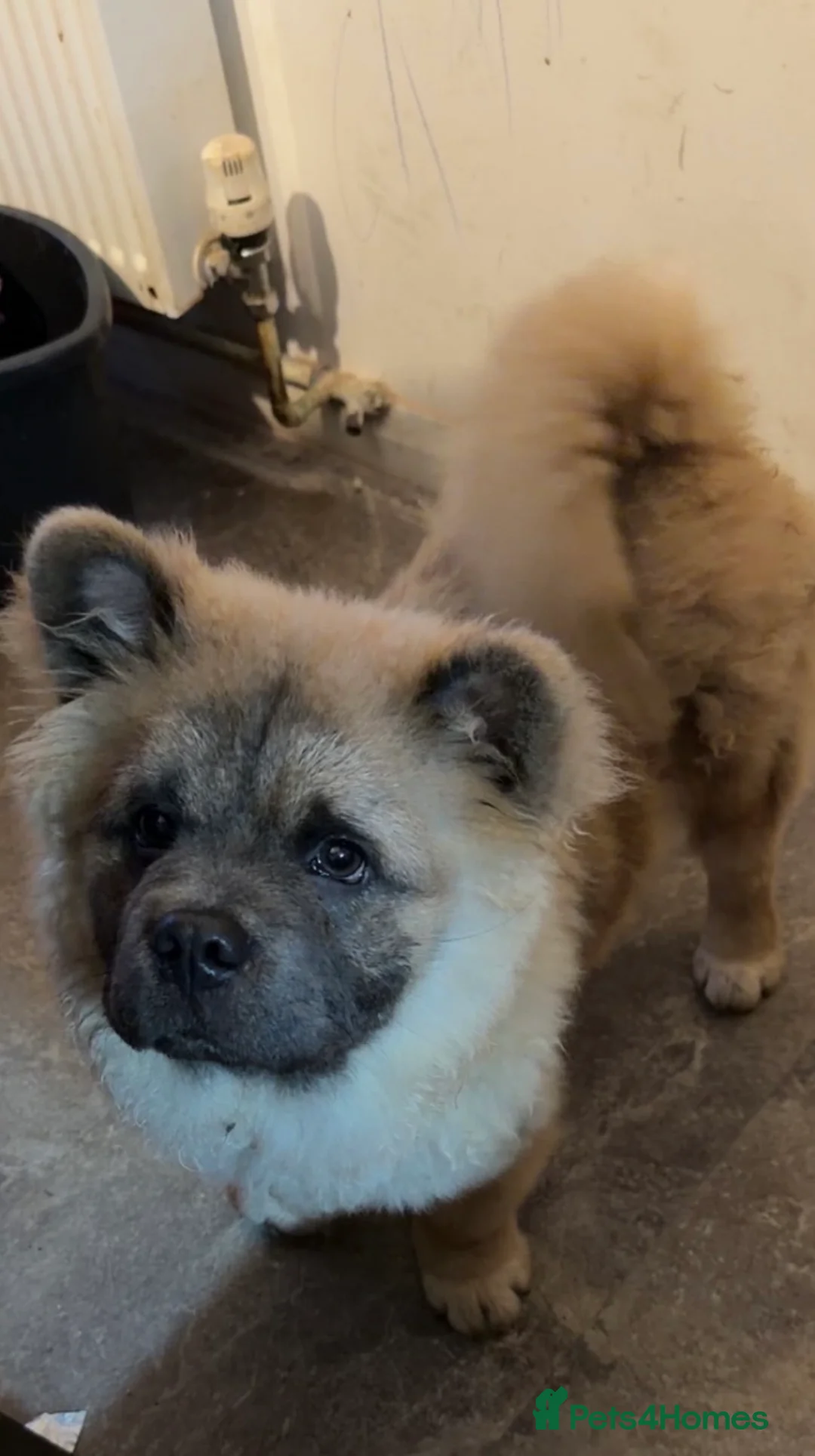 Chow Chow dogs for sale: Male chow chow  - Advert 15