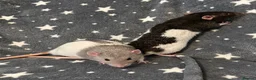 Rat rodents for sale: Older Dumbo Rats 5+months Male and Female  - Advert 8