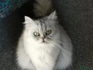 Persian cats Gorgeous aged chinchilla persian - Advert 15