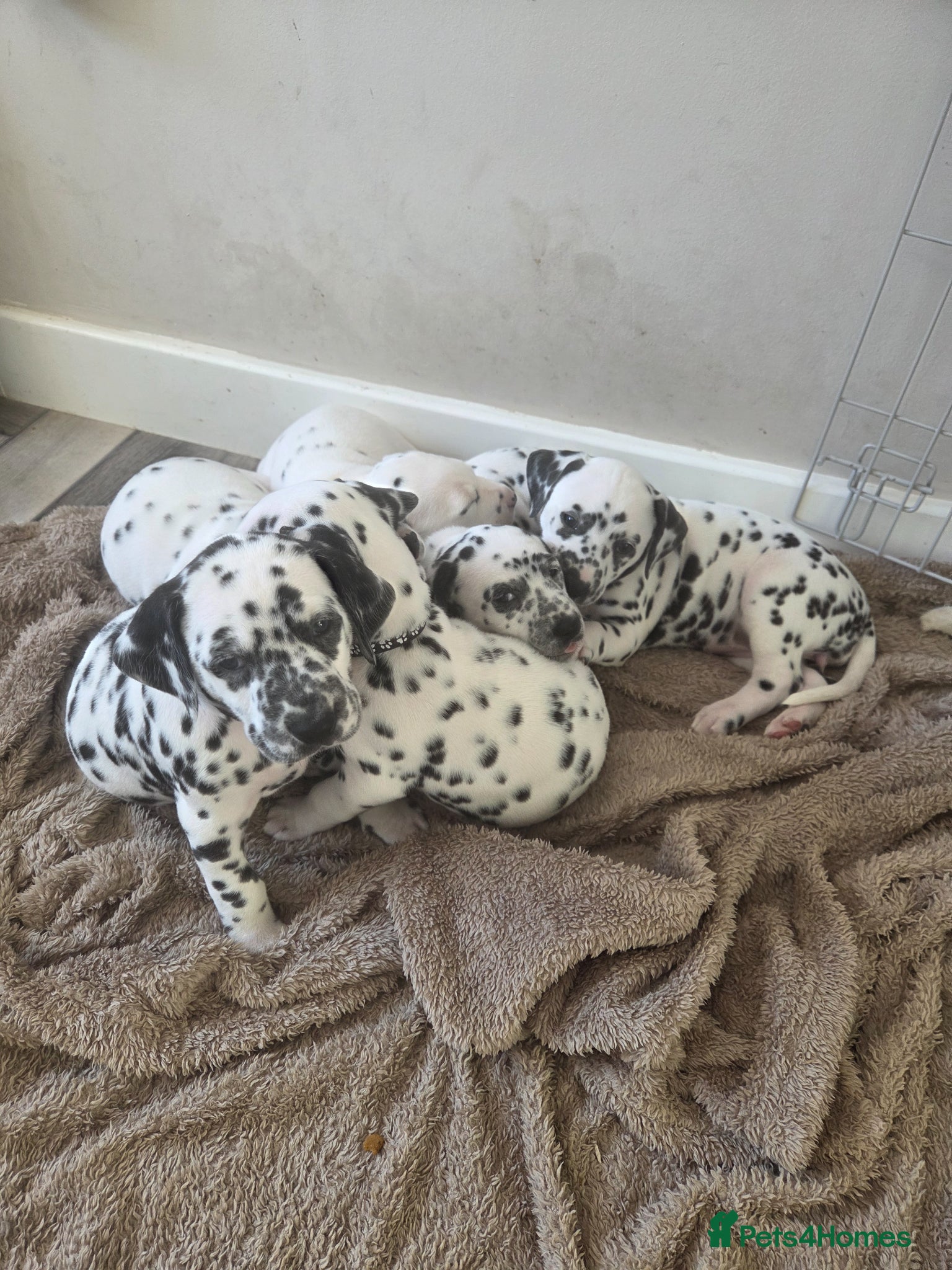 Dalmatian dogs Gorgeous pups READY NEXT WEEK! - Advert 7