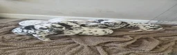 Dalmatian dogs for sale: Gorgeous pups READY NEXT WEEK! in Wakefield - Advert 1