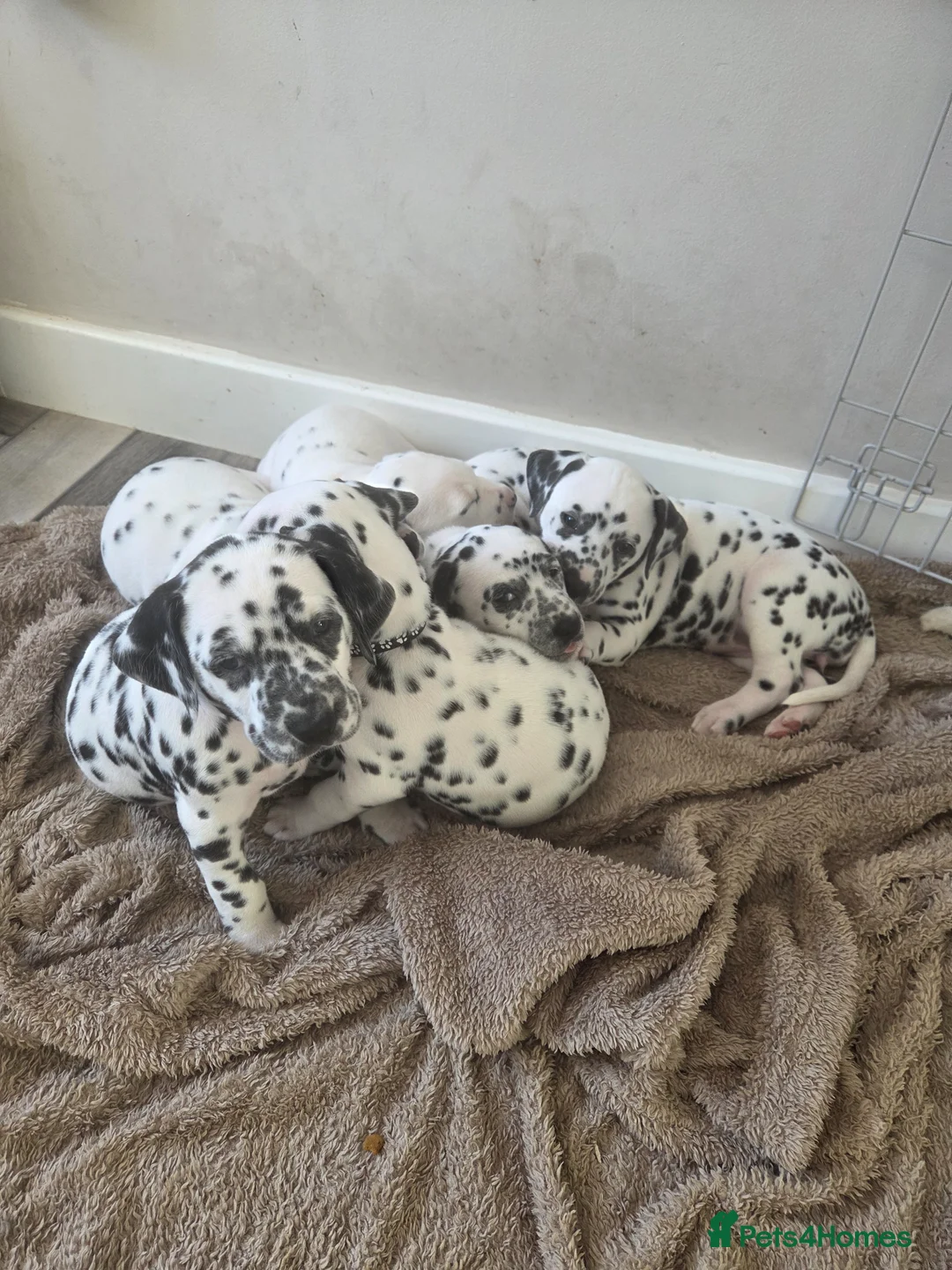 Dalmatian dogs for sale: Gorgeous pups READY NEXT WEEK! in Wakefield - Advert 1