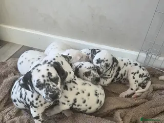 Dalmatian dogs Gorgeous pups READY NEXT WEEK! - Advert 14