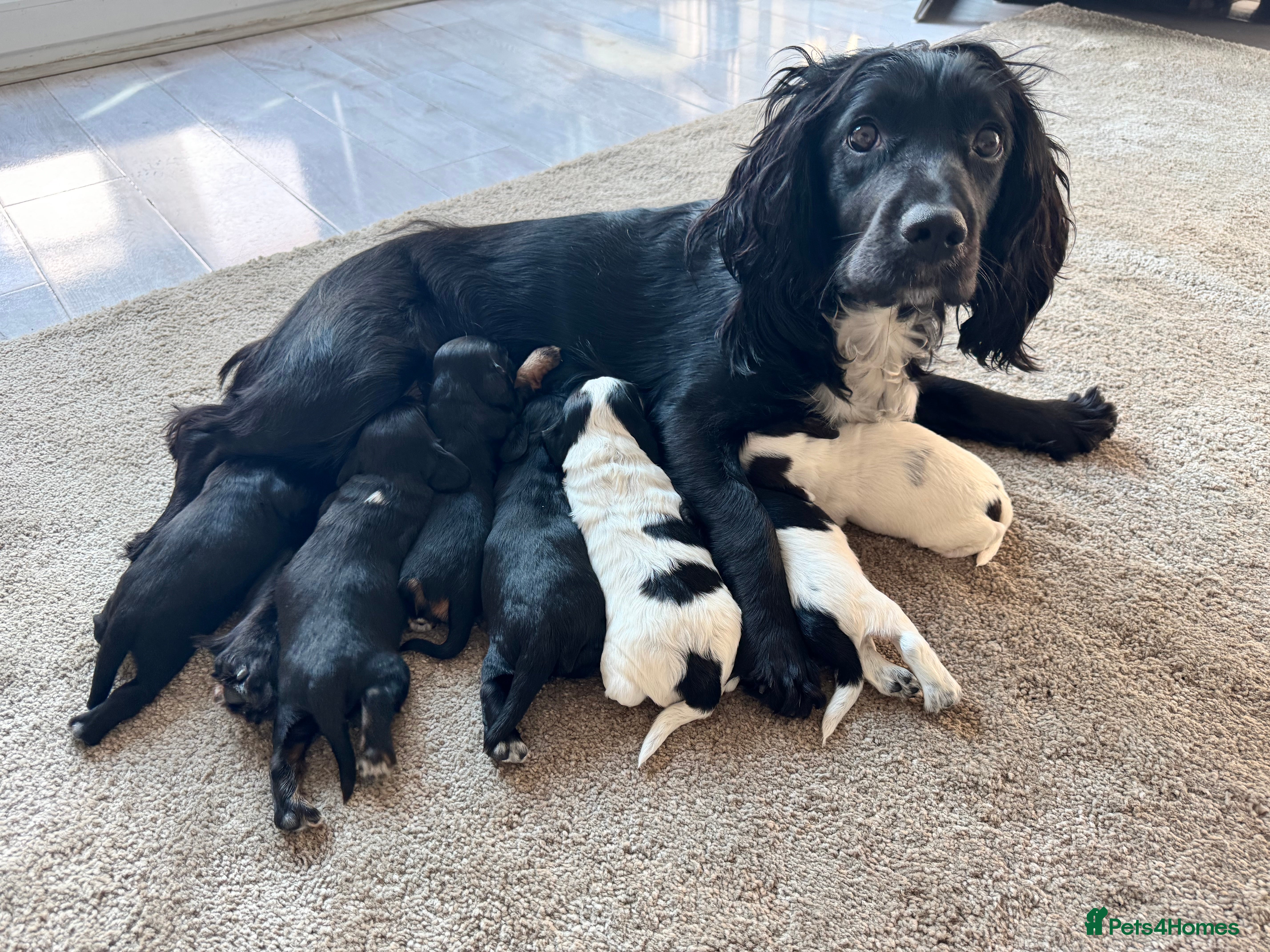 Cocker Spaniel dogs Cocker spaniel puppies - Advert 13