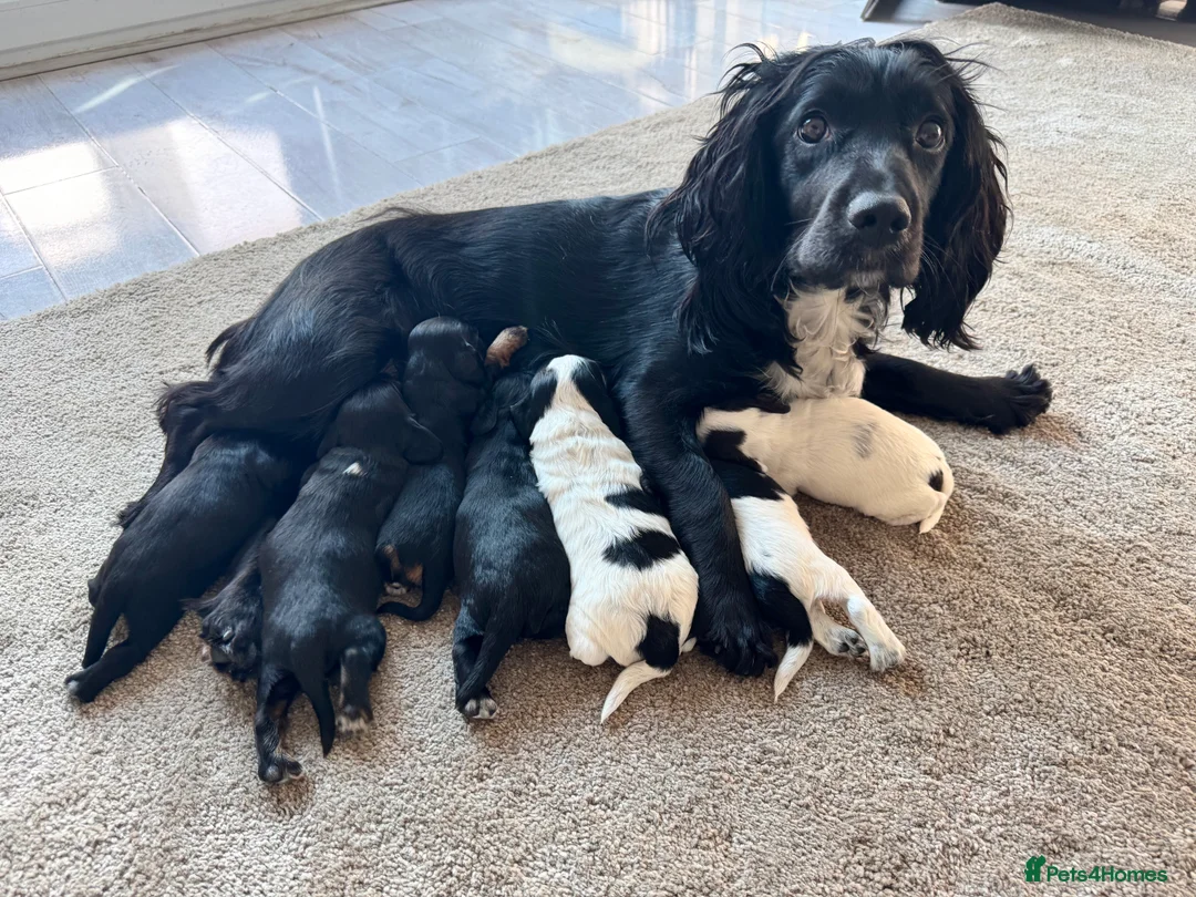 Cocker Spaniel dogs for sale: Cocker spaniel puppies - Advert 1