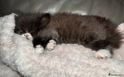 Persian cats for sale: Persian x - Image 5