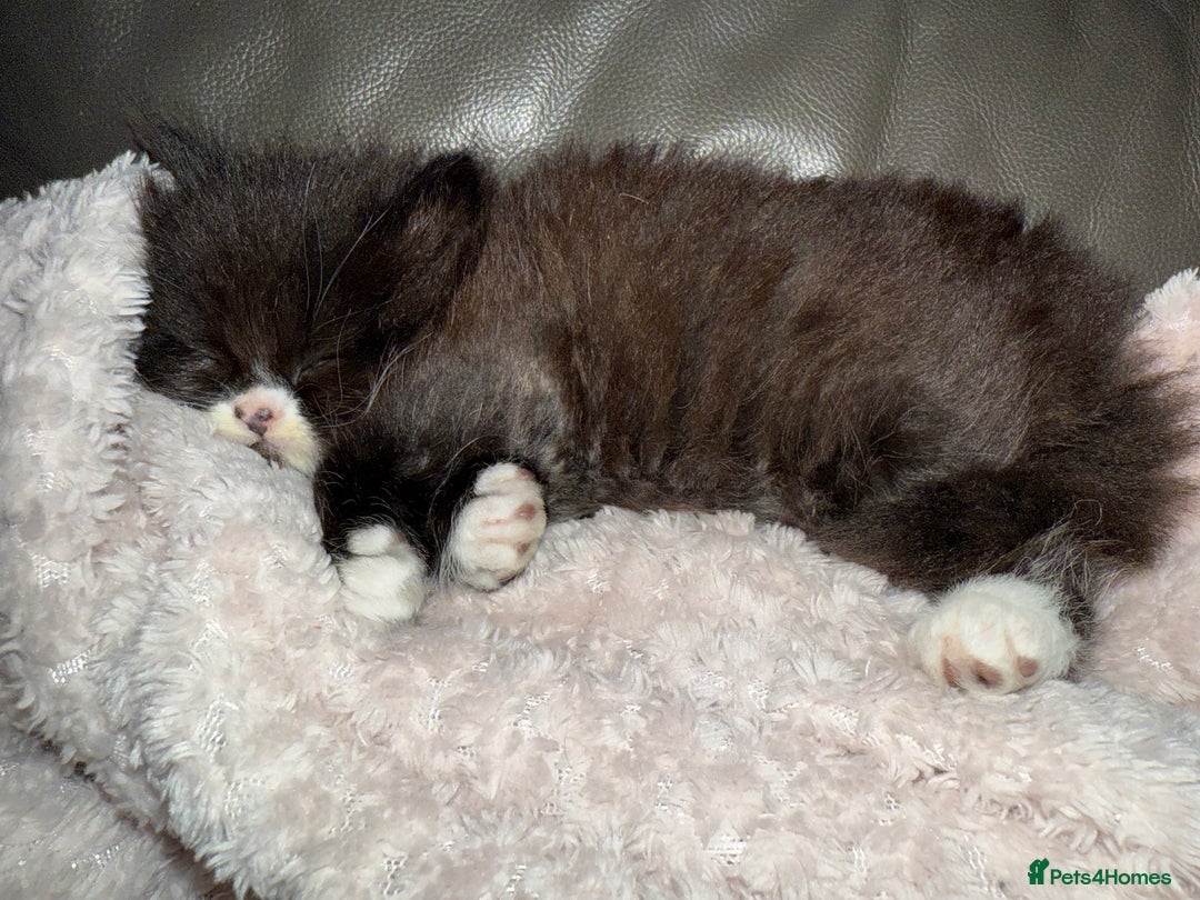 Persian cats for sale: Persian x - Image 5