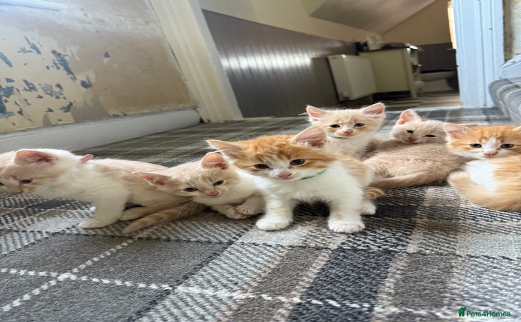 Ragdoll cats for sale - Advert 1