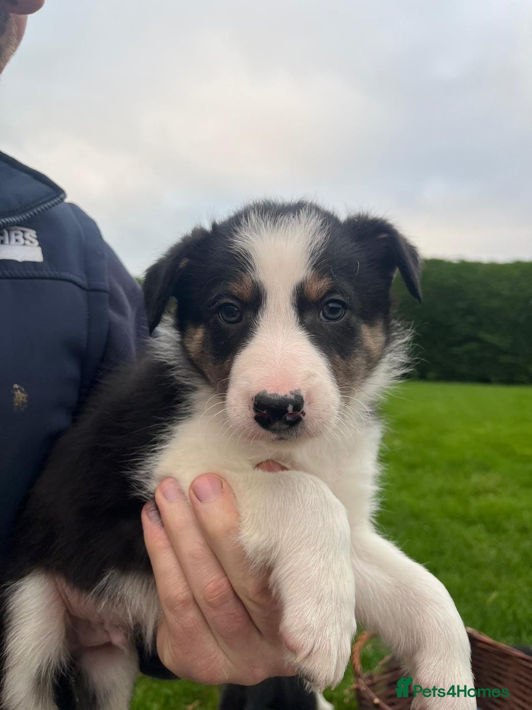 Border Collie dogs for sale: Adorable ISDS Border Collie Puppies - Advert 10