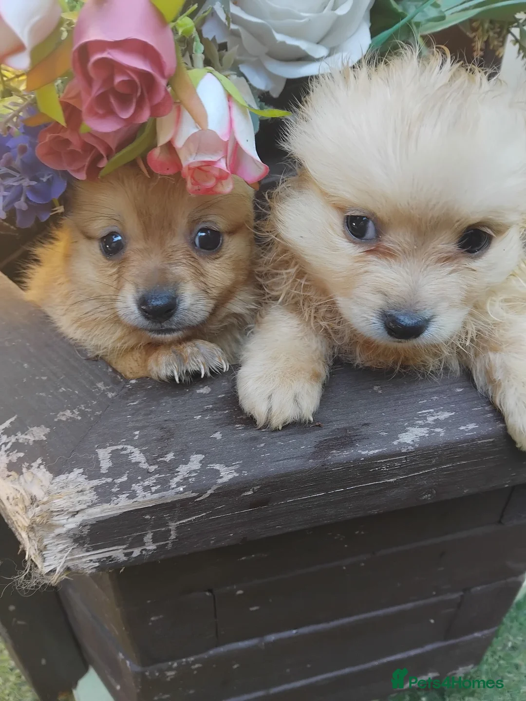 Pomeranian dogs for sale: Stunning palmeranian puppies for sale 8 weeks old. - Advert 1
