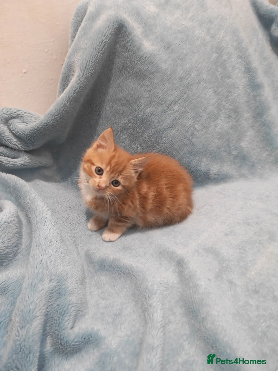 Mixed Breed cats for sale: Beautiful kittens VIDEOS - Advert 8